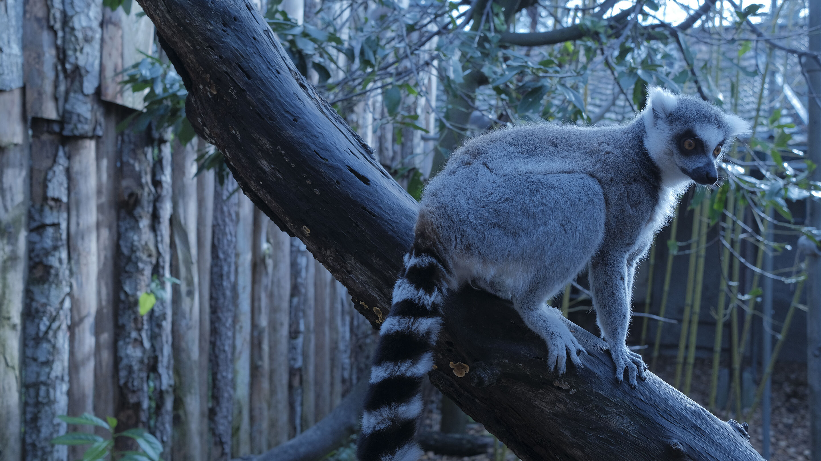 lemur