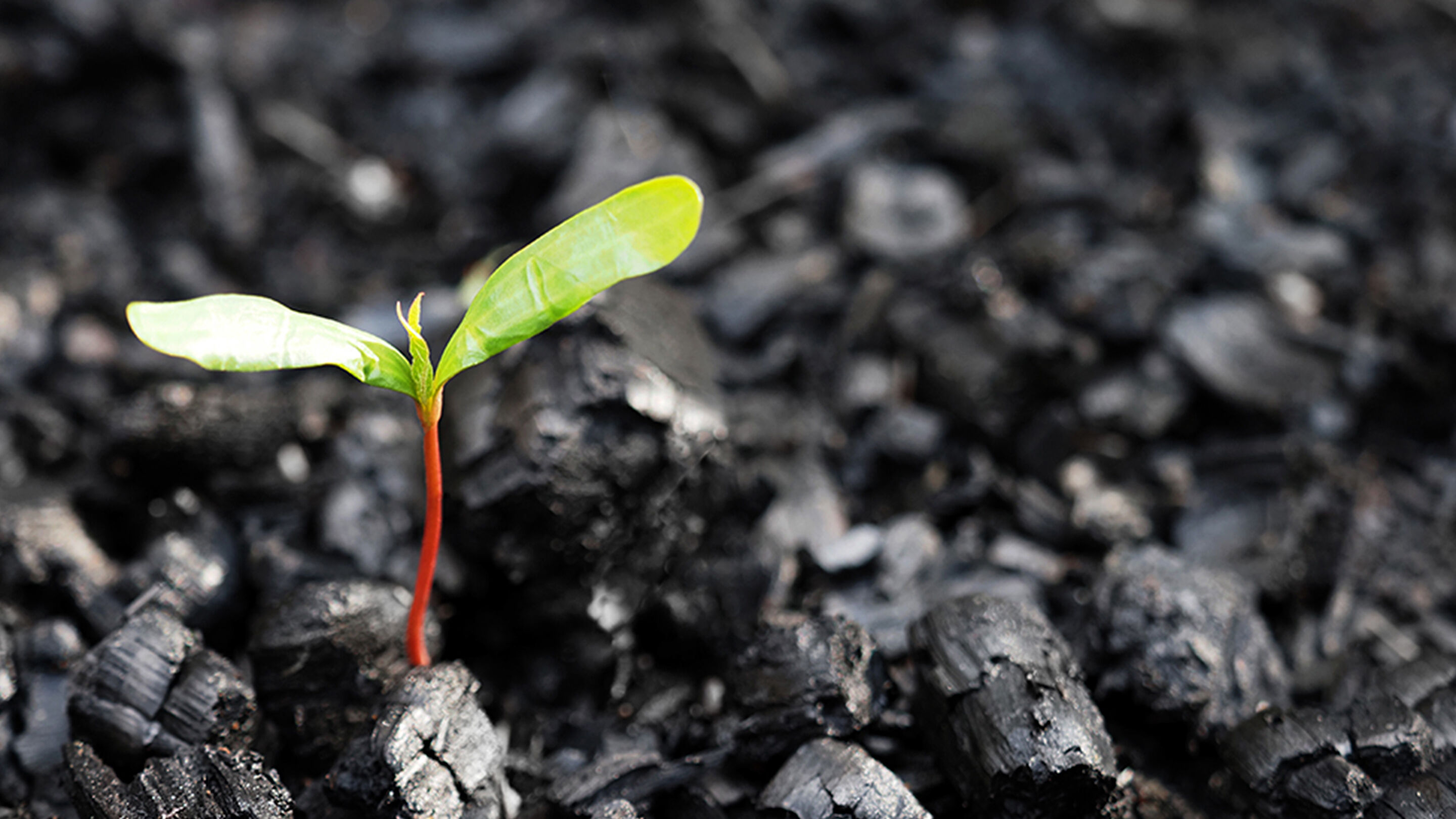 Regeneration: Going Beyond Sustainability